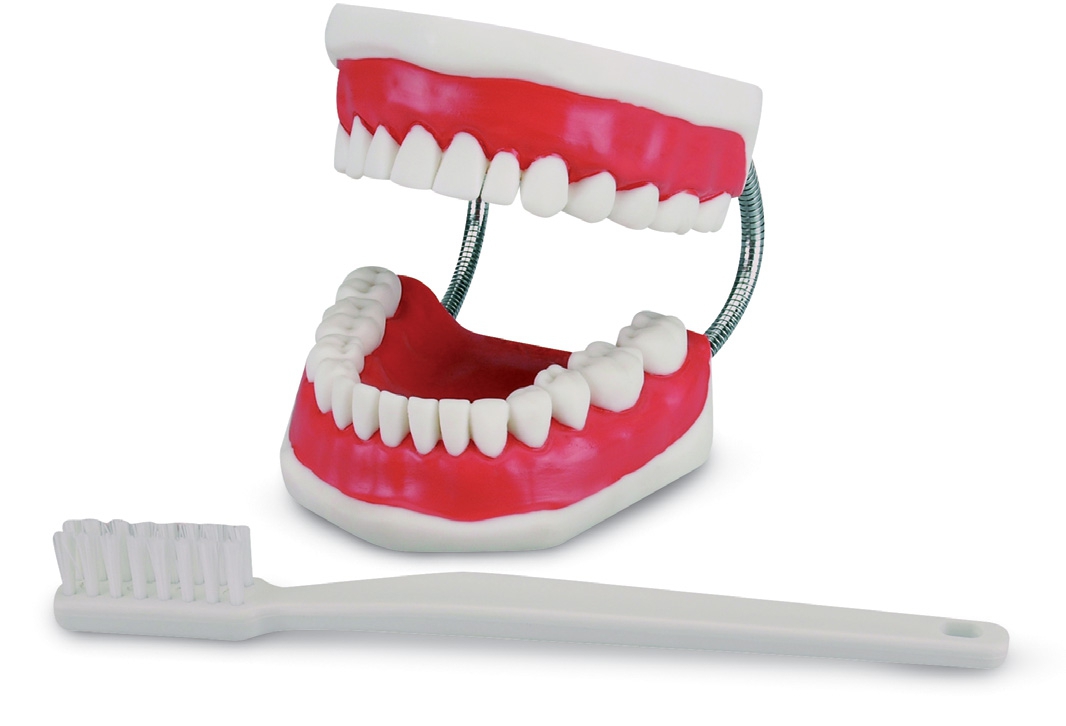 Modèle de démonstration avec brosse à dents Modèle de démonstration 50-651